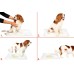 Yıkanabilir Köpek Çiş Pedi - 100 X 100 Cm 5li Paket Yıkanabilir Köpek Çiş Pedi - 100 X 100 Cm 5li Paket